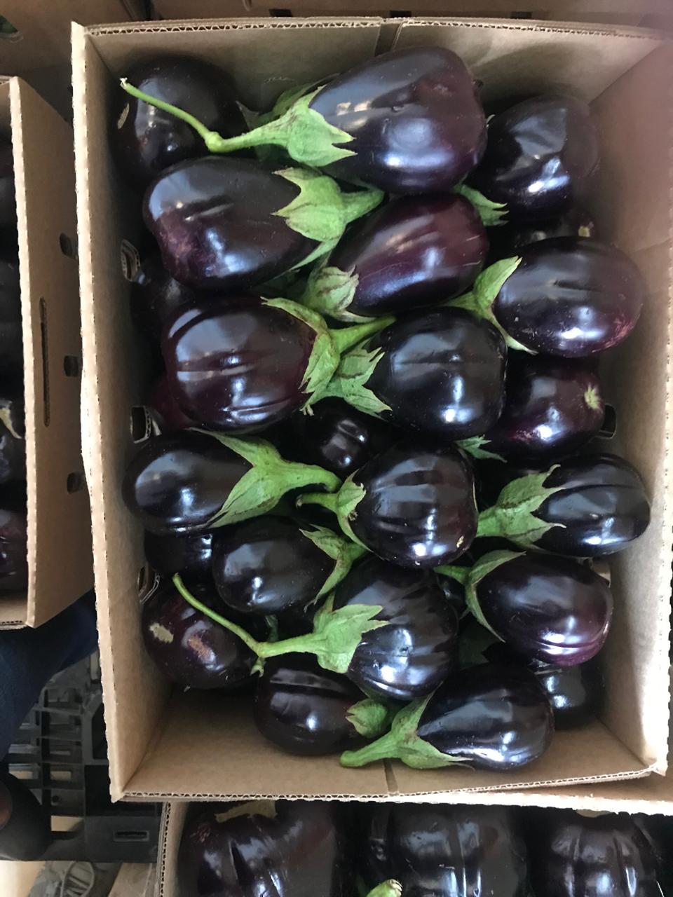 Premium Fresh Avocados