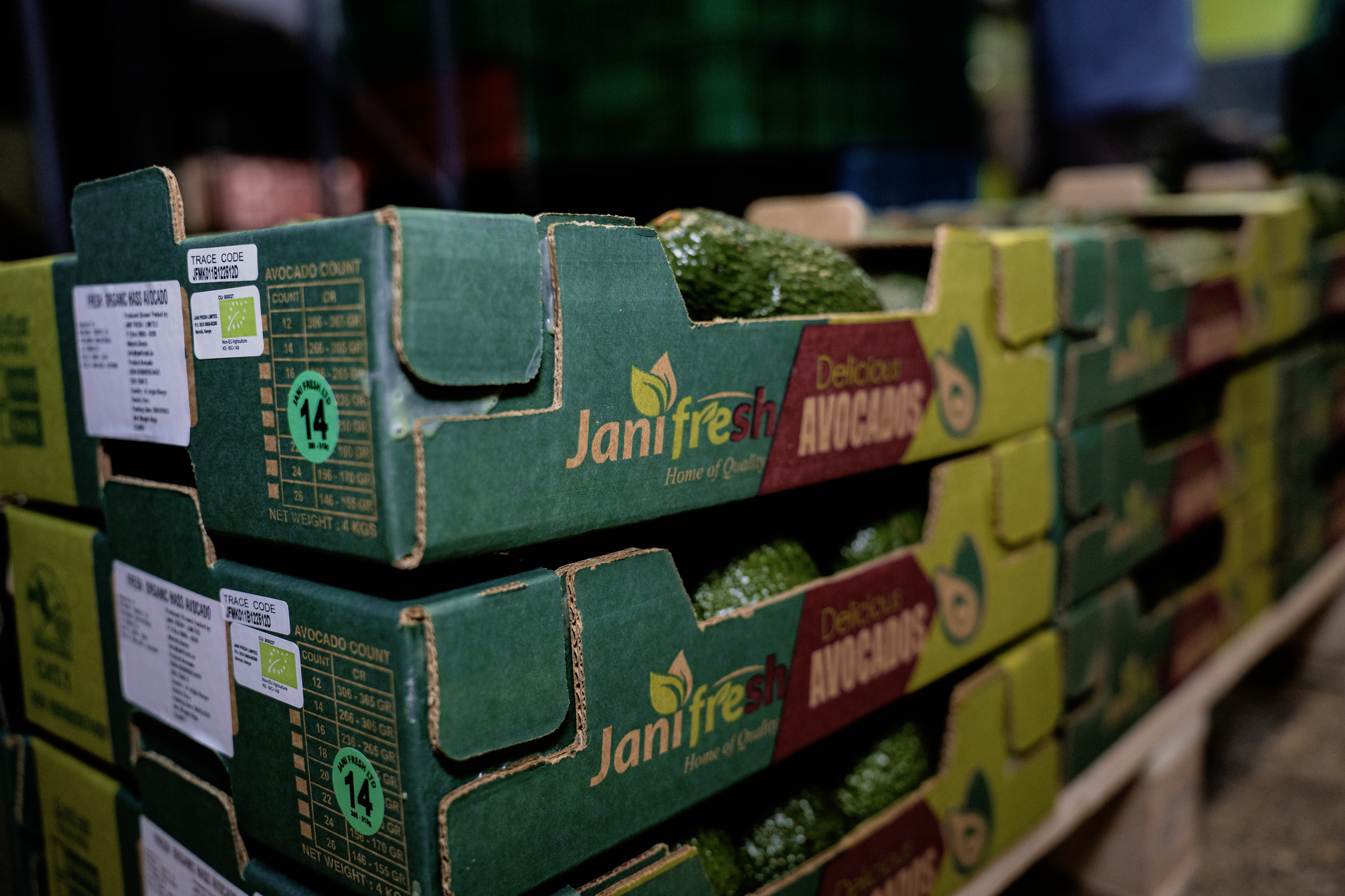 Premium Fresh Avocados