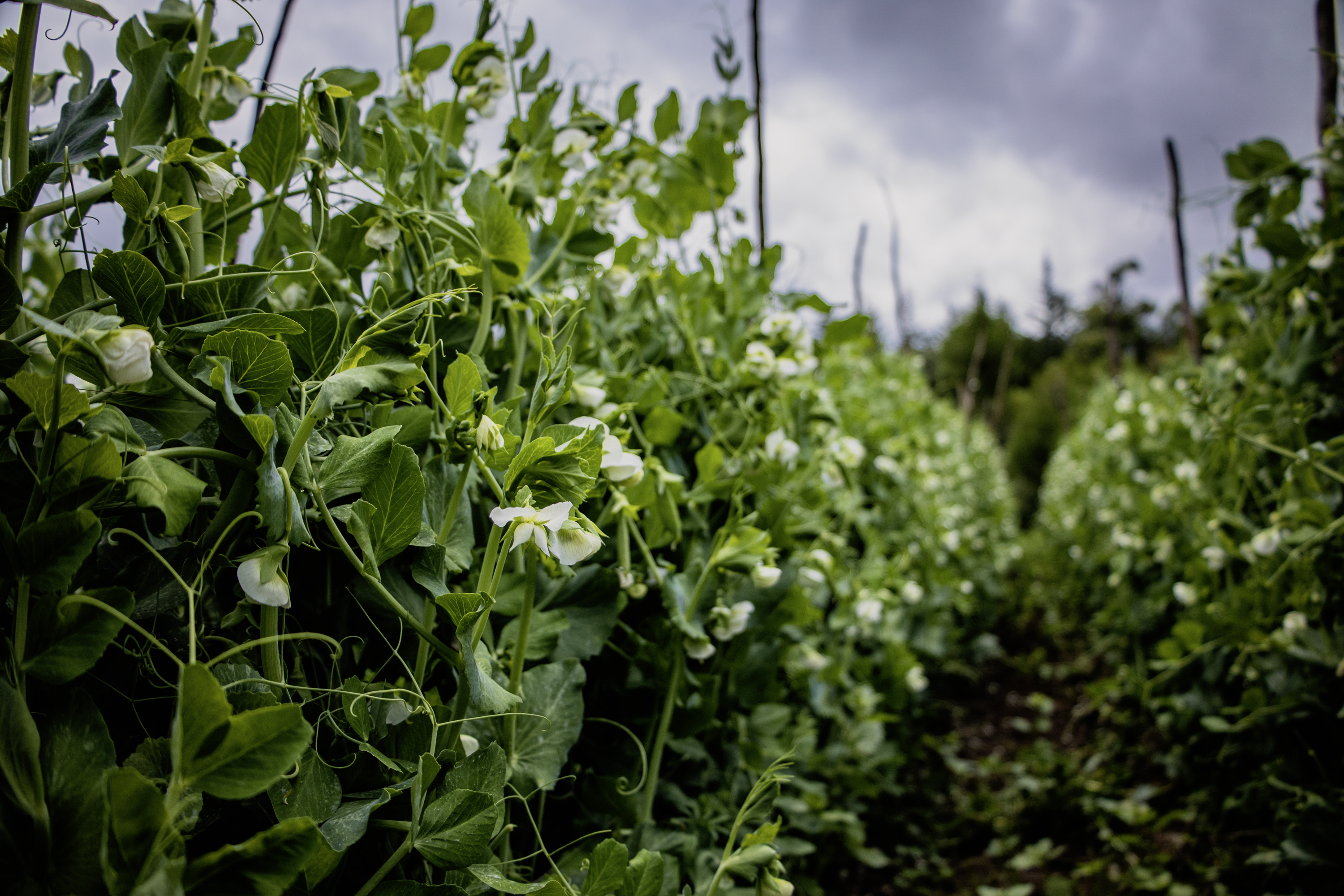 Fresh Garden Peas