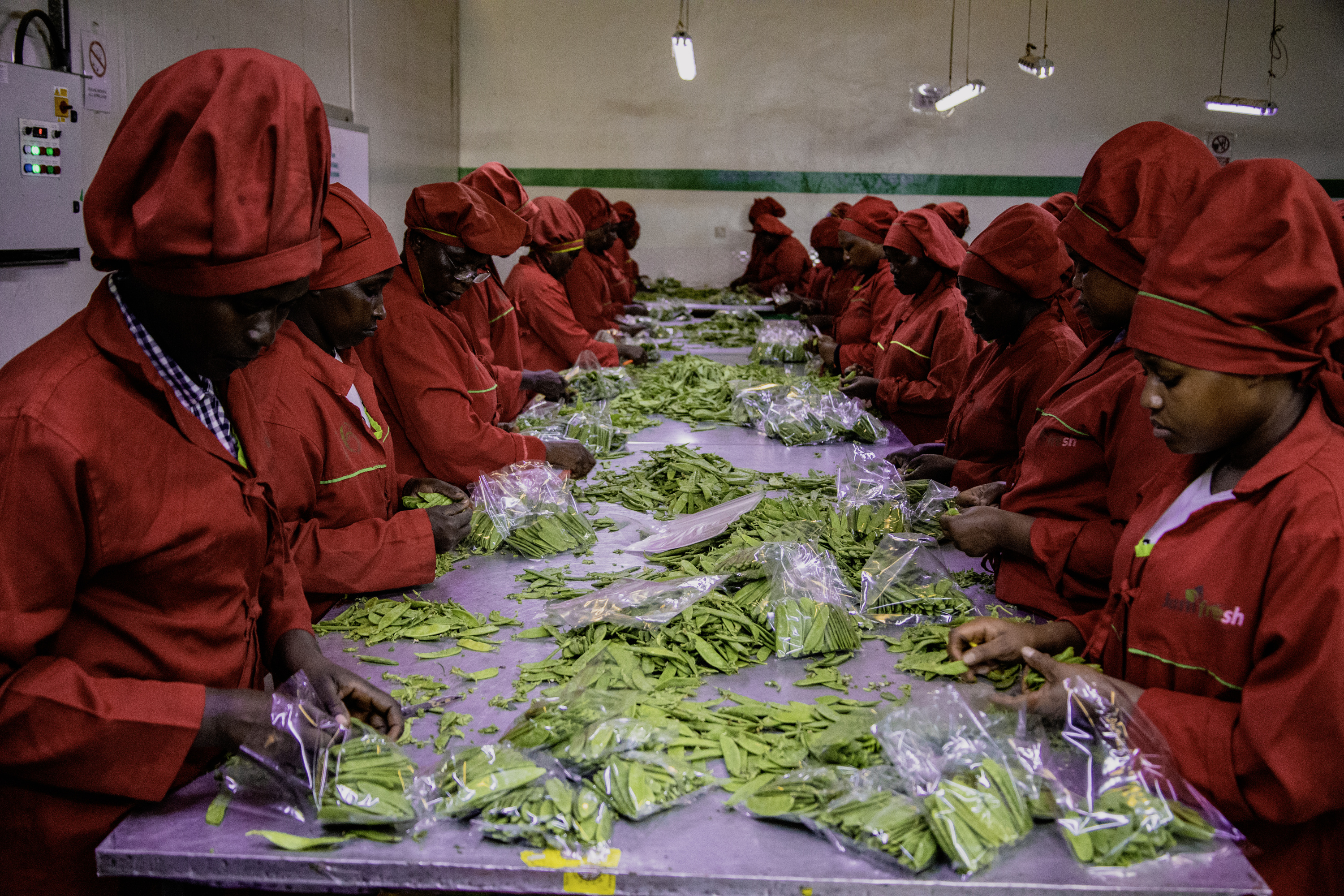 Premium Fresh Avocados