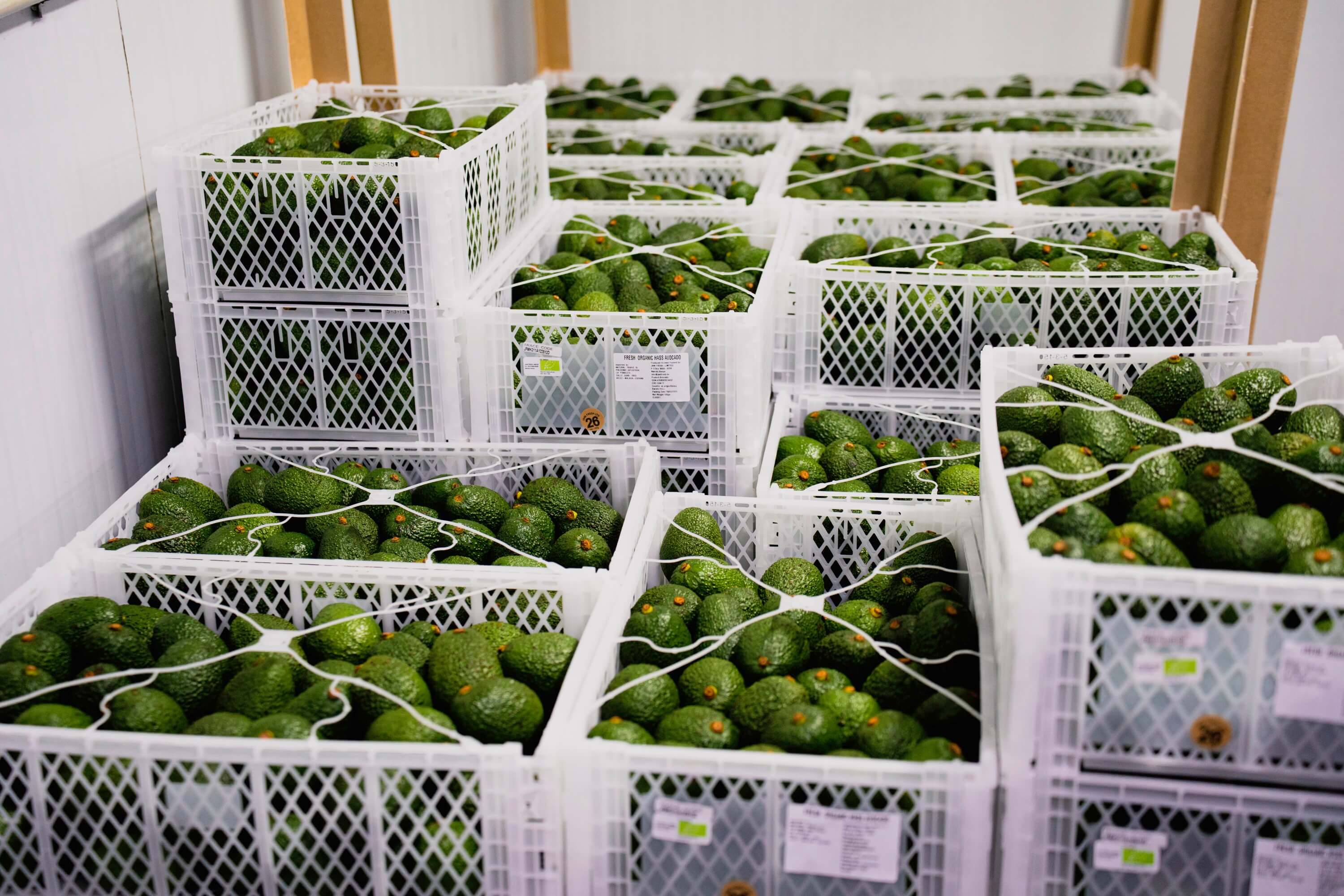 The Gold Standard of Avocados