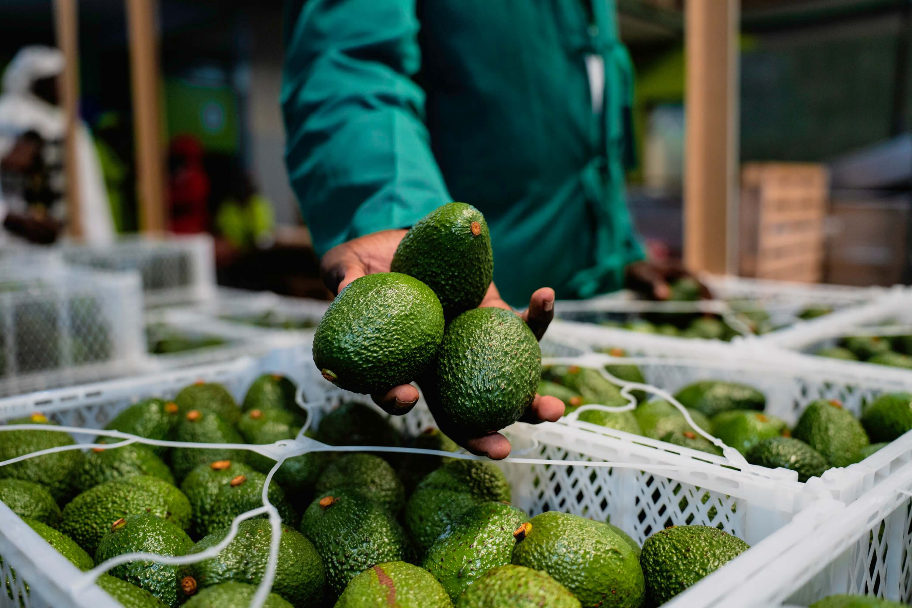 Premium Fresh Avocados