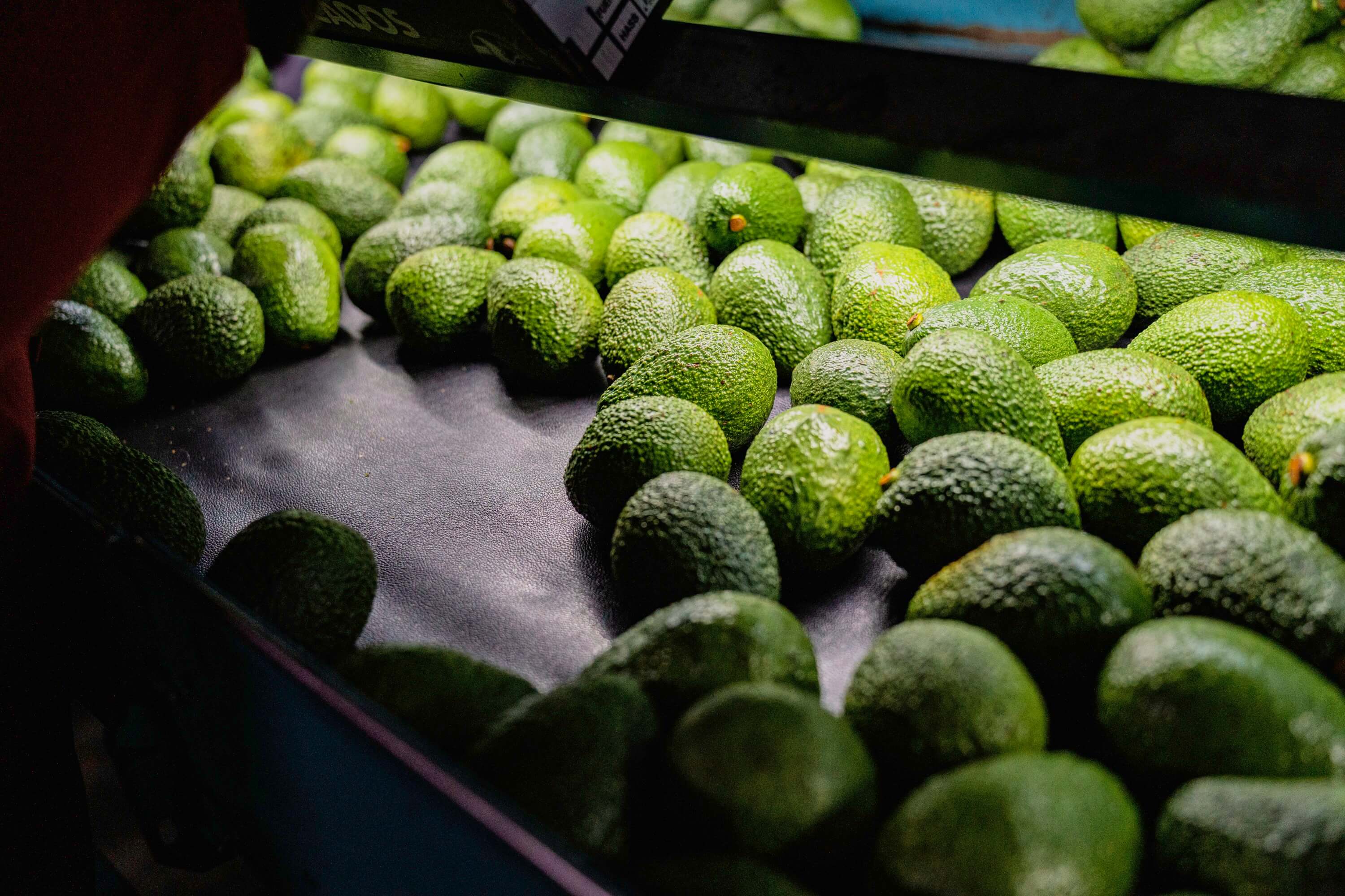 The Gold Standard of Avocados