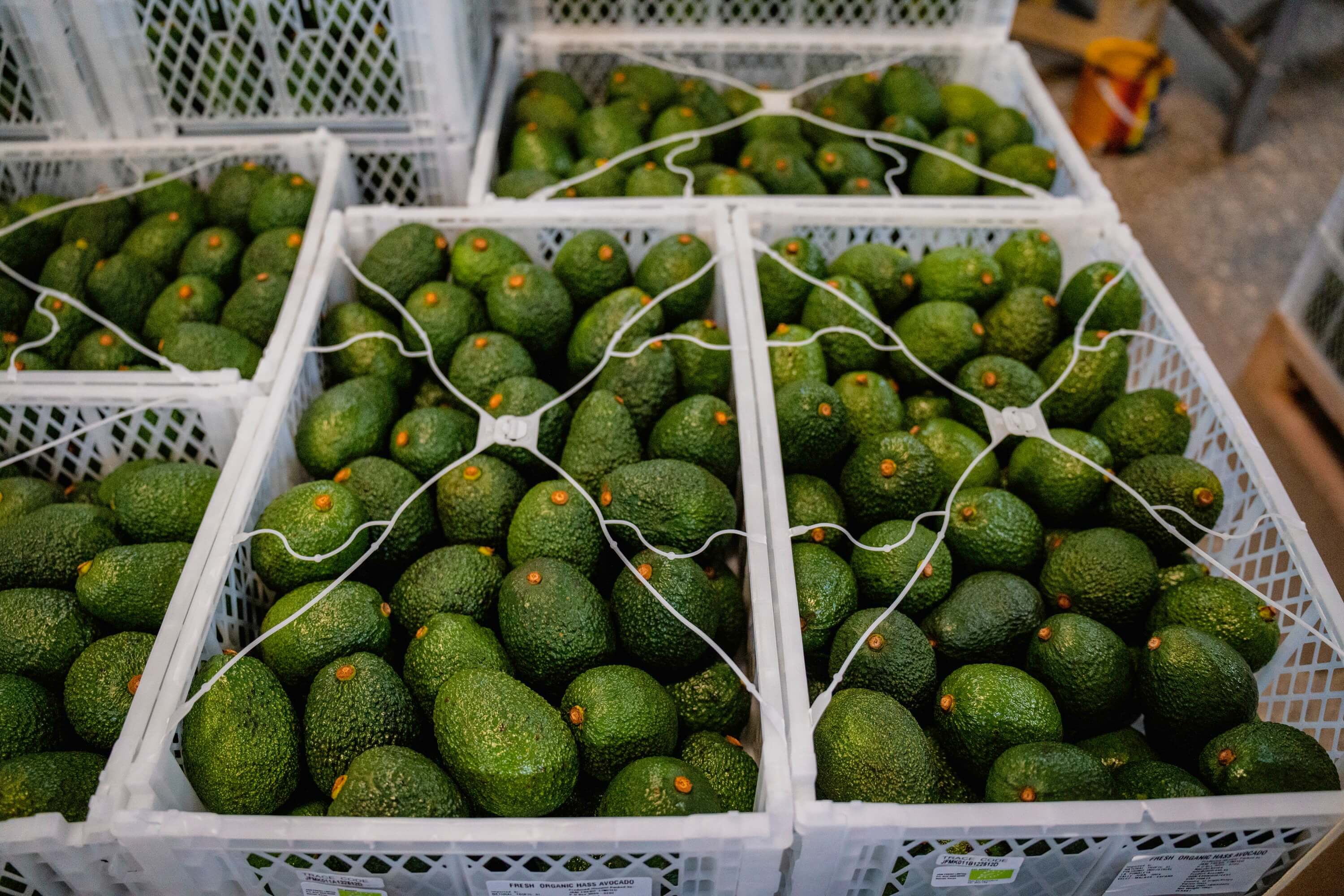 The Gold Standard of Avocados