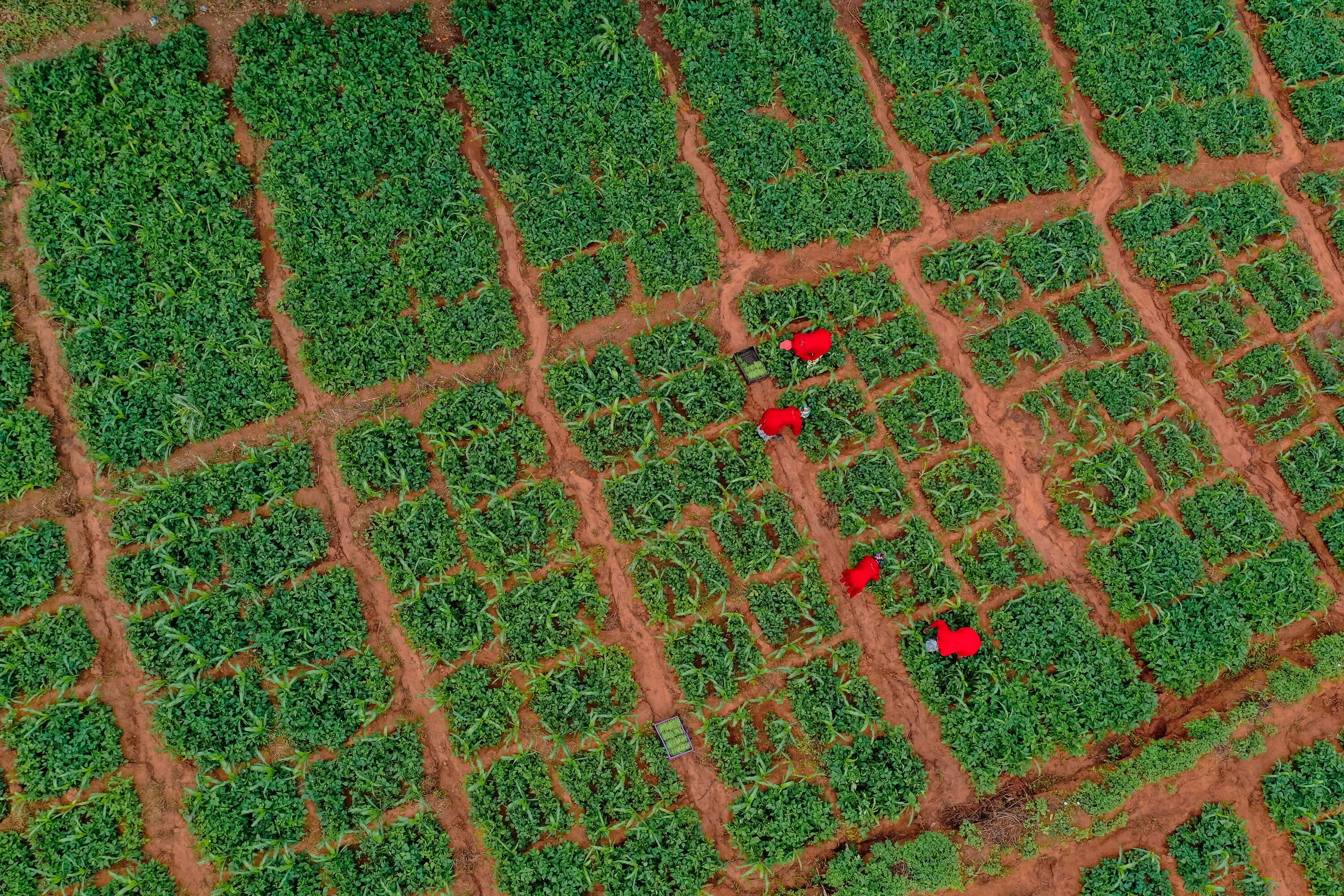 The Heart of Kenyan Fields