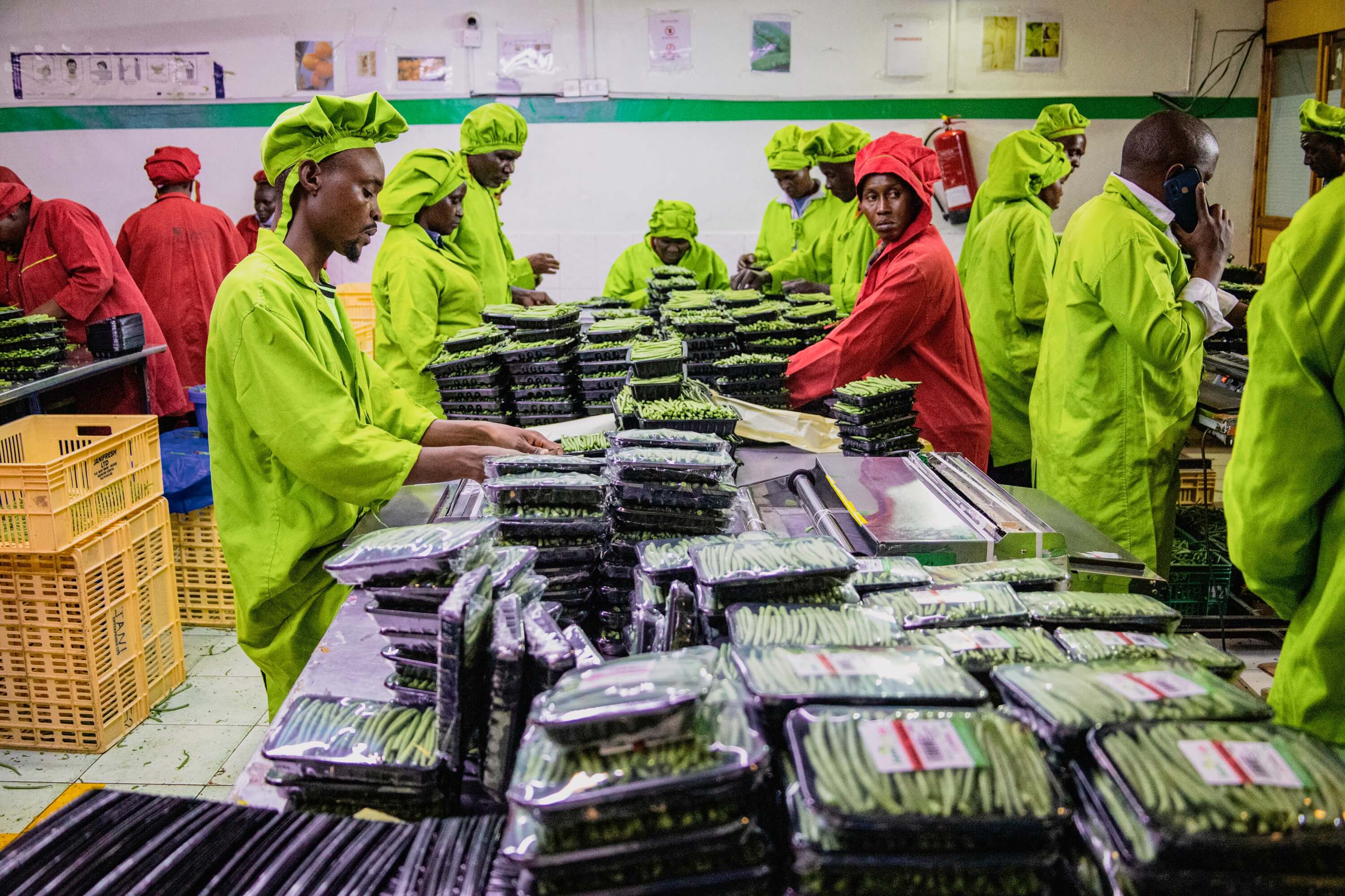 Premium Fresh Avocados