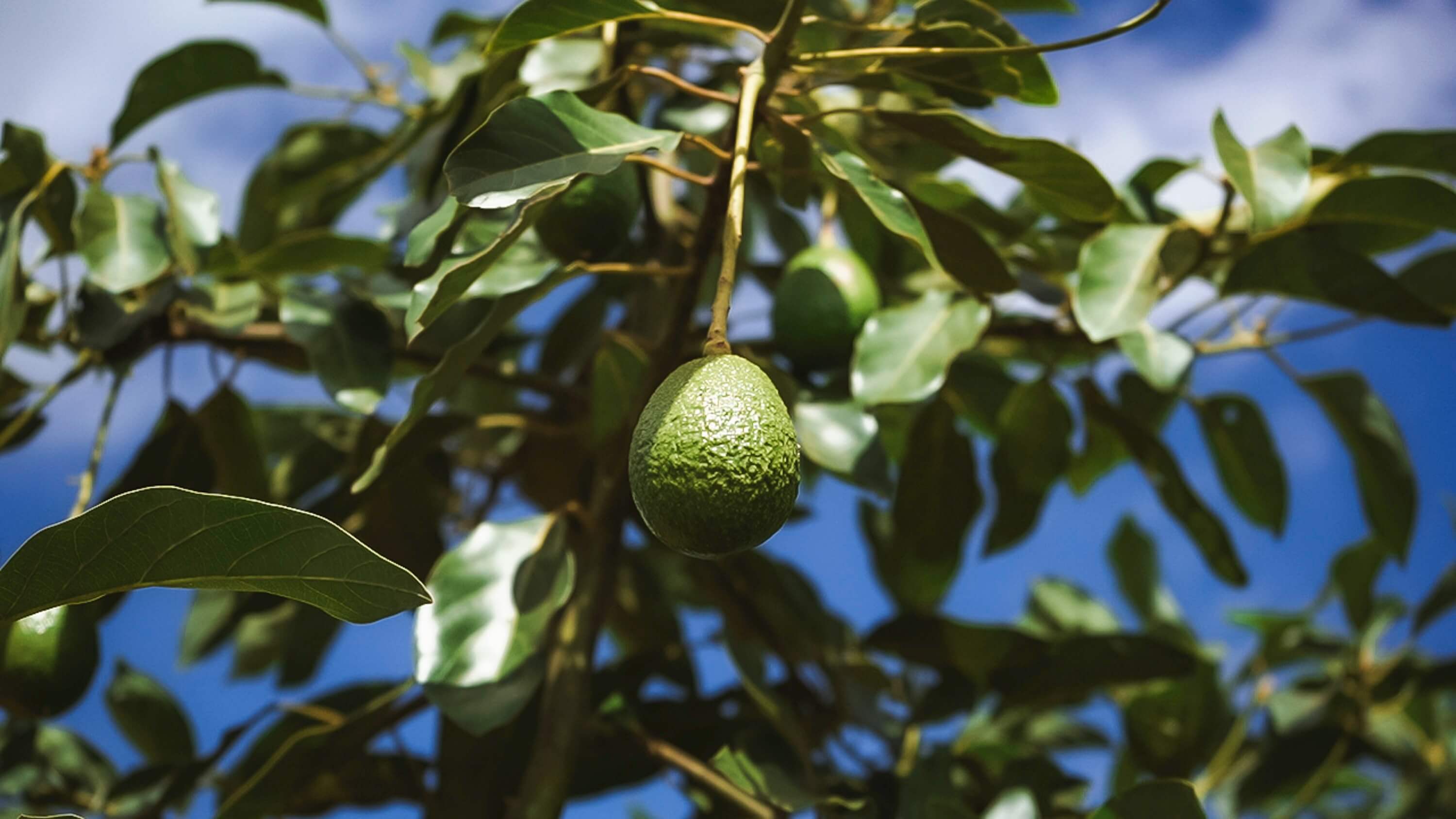 Kenyan Farm Landscape