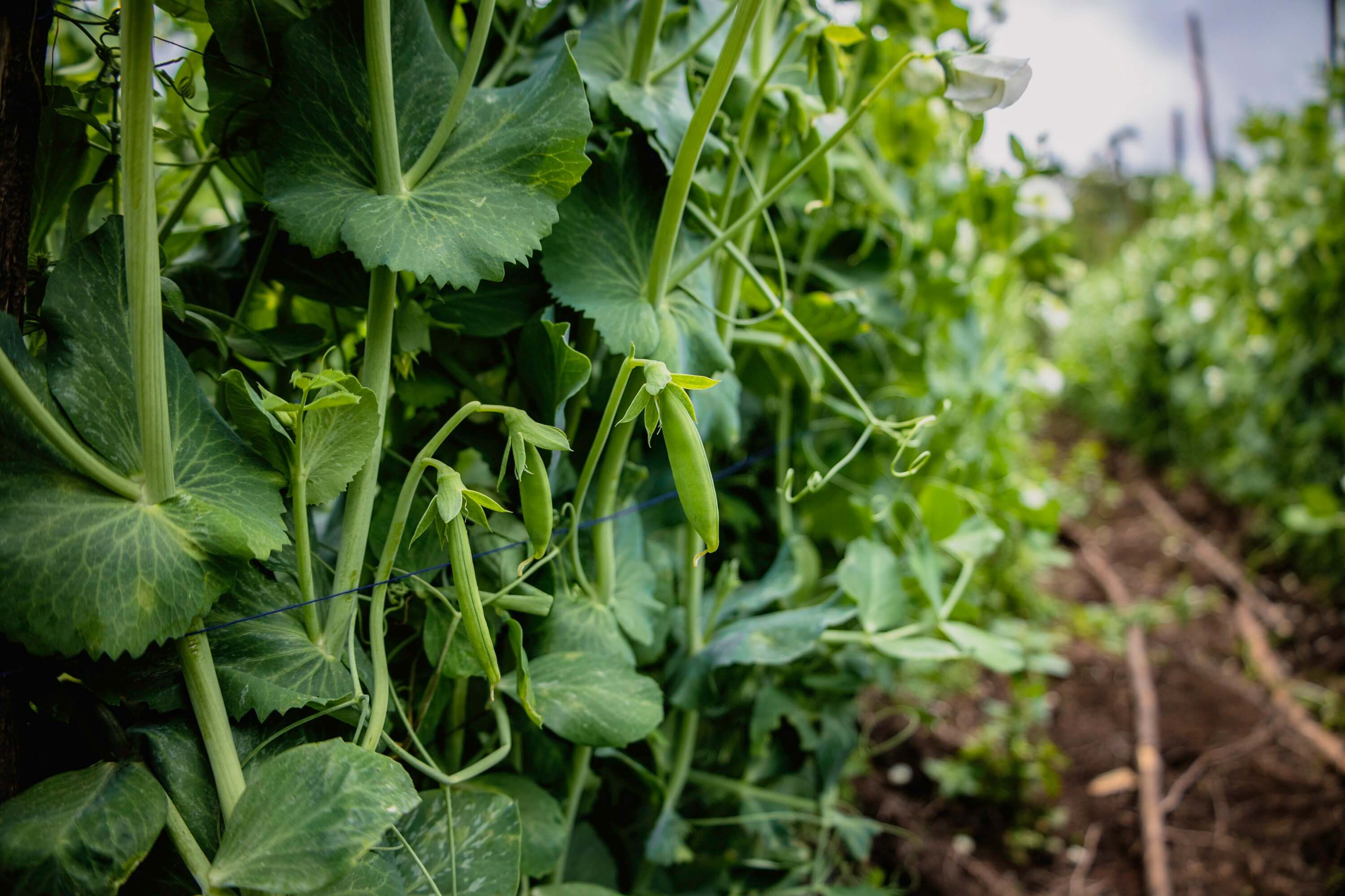 The Heart of Kenyan Fields